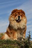 CHOW CHOW 411